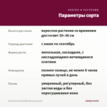 Петуния Cascadias RIMerlot (срезы/5шт) — параметры сорта