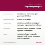 Петуния Cascadias Romancero (0,1л) — параметры сорта