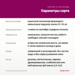 Петуния Cascadias Rose (срезы/5шт) — параметры сорта