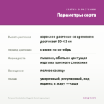 Петуния Constellation Magenta Comet (срезы/5шт) — параметры сорта