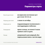 Петуния Constellation Virgo (срезы/5шт) — параметры сорта