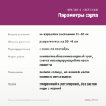 Петуния Crazytunia Blackberry Cheesecake (0,1л) — параметры сорта