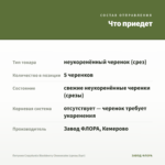Петуния Crazytunia Blackberry Cheesecake (срезы/5шт) — что приедет