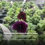 Петуния Crazytunia Cosmic Purple (0,1л) — в таком виде растение уходит в заказ