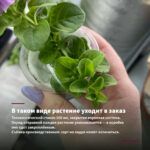 Петуния Crazytunia Cosmic Purple (0,1л) — в таком виде растение уходит в заказ