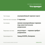 Петуния Crazytunia Inkblot (срезы/5шт) — что приедет
