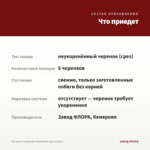 Петуния Crazytunia Mandaville (срезы/5шт) — что приедет