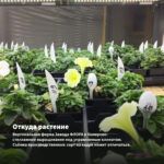 Петуния Crazytunia Moonstruck (0,1л) — откуда растение: вертикальная ферма Завода ФЛОРА в Кемерово