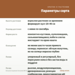 Петуния Crazytunia Terracota IMP (0,1л) — параметры сорта