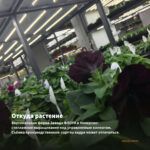 Петуния Crazytunia Terracota IMP (0,1л) — откуда растение: вертикальная ферма Завода ФЛОРА в Кемерово