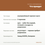 Петуния Crazytunia Terracota IMP (срезы/5шт) — что приедет