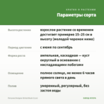 Петуния Designer Bridal Blush (0,1л) — параметры сорта