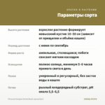 Петуния Designer Bridal Blush (срезы/5шт) — параметры сорта