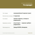 Петуния Designer Bridal Blush (срезы/5шт) — что приедет