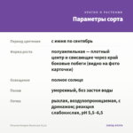 Петуния Designer Royal Lace (0,1л) — параметры сорта