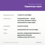 Петуния Designer Royal Lace (срезы/5шт) — параметры сорта