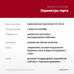 Петуния Designer Spinwheel Scarlet (срезы/5шт) — параметры сорта