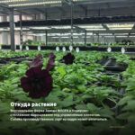 Петуния Fanfare Salmon (0,1л) — откуда растение: вертикальная ферма Завода ФЛОРА в Кемерово