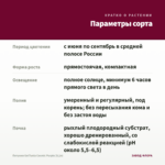 Петуния Go!Tunia Cosmic Purple (0,1л) — параметры сорта