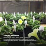 Петуния Go!Tunia Tiger Stripe (0,1л) — откуда растение: вертикальная ферма Завода ФЛОРА в Кемерово