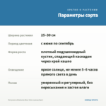 Петуния Littletunia Blue Vein (срезы/5шт) — параметры сорта