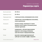 Петуния Littletunia Pink (0,1л) — параметры сорта