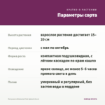 Петуния Littletunia Pink Splash (0,1л) — параметры сорта
