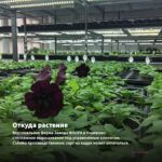 Петуния Littletunia Pink Splash (0,1л) — откуда растение: вертикальная ферма Завода ФЛОРА в Кемерово