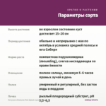 Петуния Littletunia Pink Splash (срезы/5шт) — параметры сорта