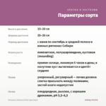 Петуния Littletunia Pink (срез/5шт) — параметры сорта