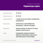 Петуния Littletunia Purple Blue (0,1л) — параметры сорта