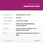 Петуния Littletunia Rose (0,1л) — параметры сорта