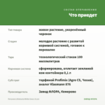 Петуния Littletunia White Grace (0,1л) — что приедет