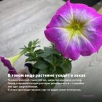 Петуния Mini Vista Pink Star (0,1л) — в таком виде растение уходит в заказ
