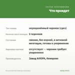 Петуния Mini Vista Violet Star (срезы/5шт) — что приедет