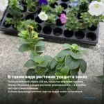 Петуния Potunia Piccola Blue Ice (0,1л) — в таком виде растение уходит в заказ
