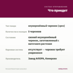 Петуния Potunia Purple (срезы/5шт) — что приедет