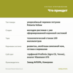 Петуния Potunia Yellow (0,1л) — что приедет