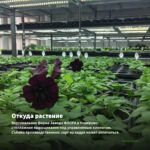 Петуния Ray Black (0,1л) — откуда растение: вертикальная ферма Завода ФЛОРА в Кемерово
