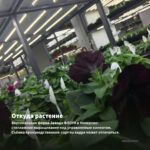 Петуния Ray Classic Blue (0,1л) — откуда растение: вертикальная ферма Завода ФЛОРА в Кемерово
