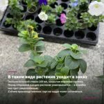 Петуния Ray Fuchsia (0,1л) — в таком виде растение уходит в заказ