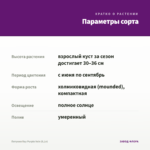 Петуния Ray Purple Vein (0,1л) — параметры сорта