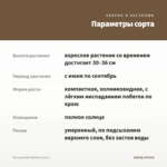 Петуния RAY Shadow (0,1л.) — параметры сорта