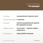 Петуния RAY Shadow (срезы/5шт) — что приедет