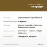 Петуния Ray Sunflower Imp (срезы/5шт) — что приедет