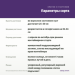 Петуния Splash Dance Bolero Blue (0,1л) — параметры сорта