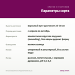 Петуния Splash Dance Magenta Mambo (0,1л) — параметры сорта