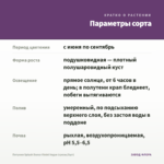 Петуния Splash Dance Violet Vogue (срезы/5шт) — параметры сорта