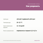 Петуния Supertunia Mini Vista Pink Star (срезы/5шт) — как укоренить черенок