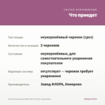 Петуния Supertunia Mini Vista Pink Star (срезы/5шт) — что приедет
